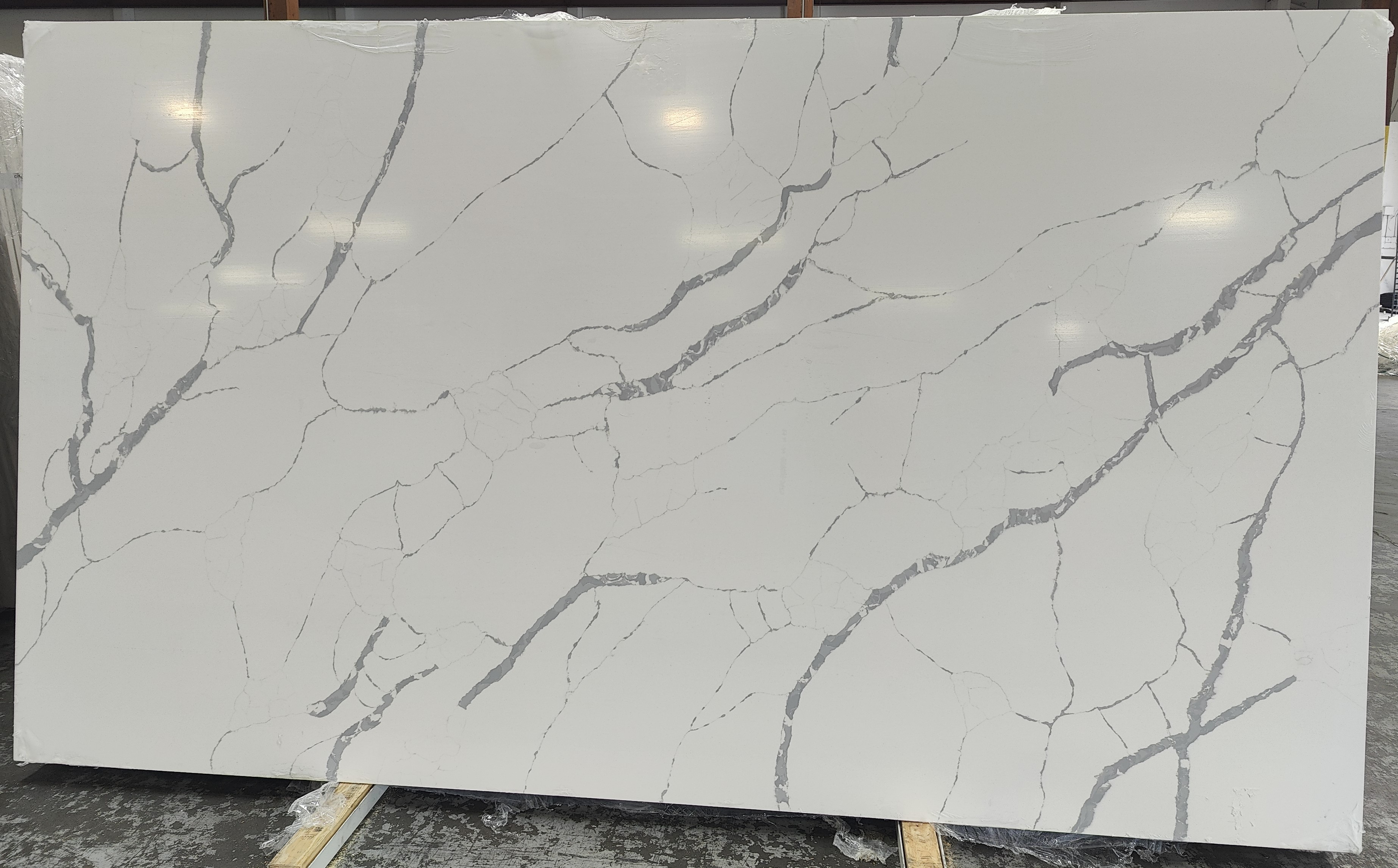 Bellino Gris (Super Jumbo)